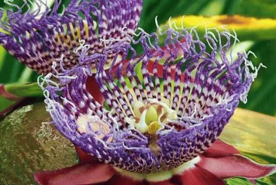 פאזל של Flores