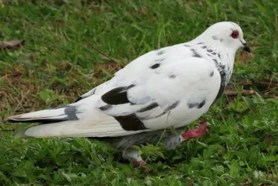 Parque Francisco Rizzo