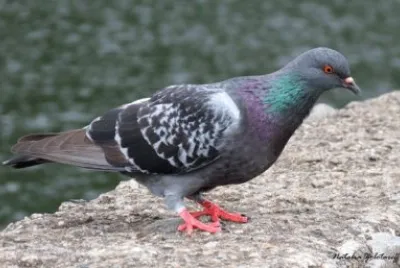 Parque Francisco Rizzo