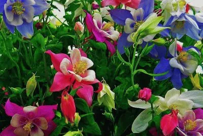 flor
