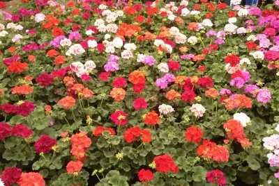 flores