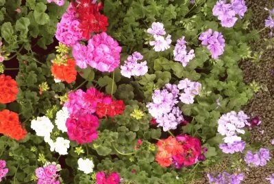 rosas