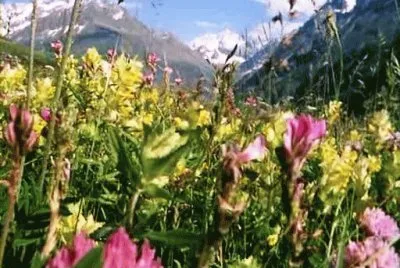 spring 41 jigsaw puzzle