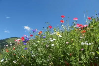 fleurs des champs