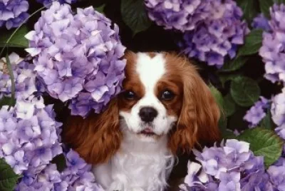 CAVALIER