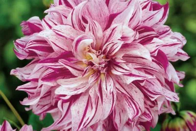 fleurs: dalhia