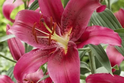 פאזל של fleurs: lys