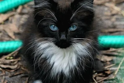 chaton
