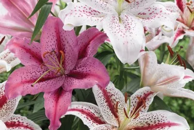פאזל של fleurs: lys
