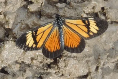 Mariposa