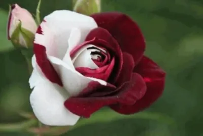 - flores de inexplicaveis beleza,(02)