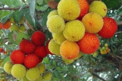 - flores de inexplicaveis beleza,(05)