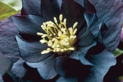 פאזל של fleurs: hellÃ©bore