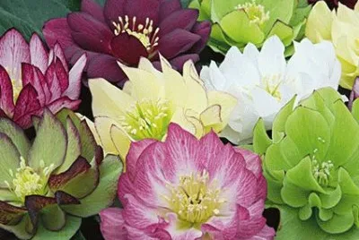 פאזל של fleurs: hellÃ©bore