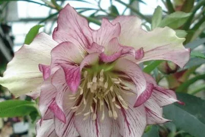 פאזל של fleurs: hellÃ©bore