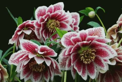 פאזל של fleurs: hellÃ©bore
