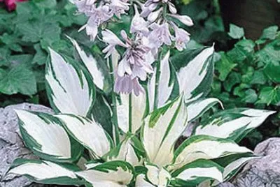 jardin jigsaw puzzle