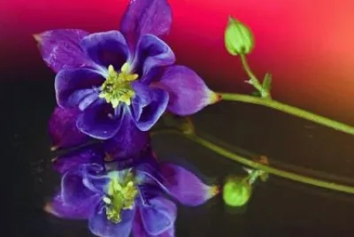 Beautiful Flower Reflecting on Glass