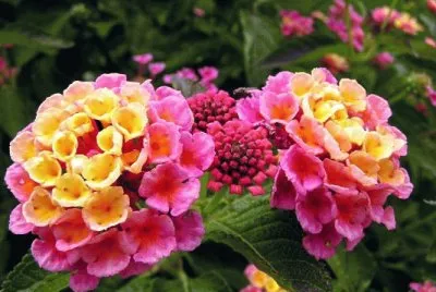 flor diferente abril