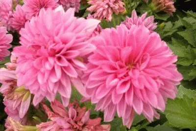 flores 28