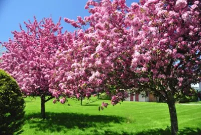 arvores rosa
