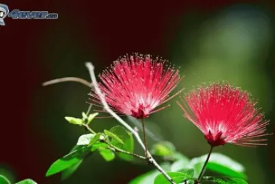 fleurs