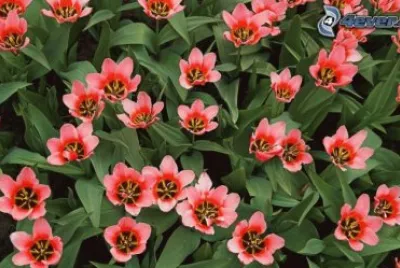 fleurs