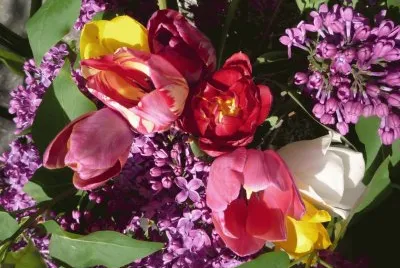 Flors