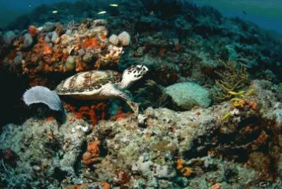 Fondo Del Mar jigsaw puzzle