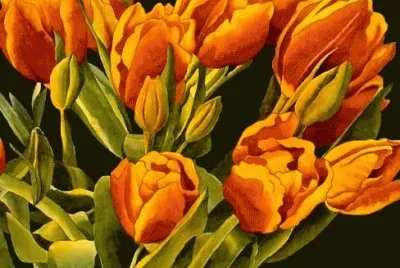 Tulip Serenade