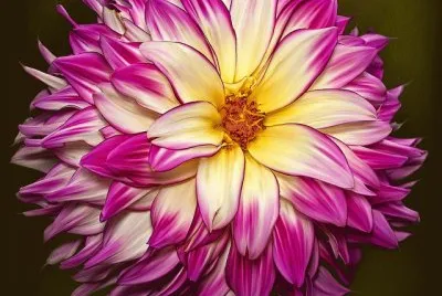 Summer gala Dahlia