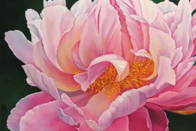 Pink Peony
