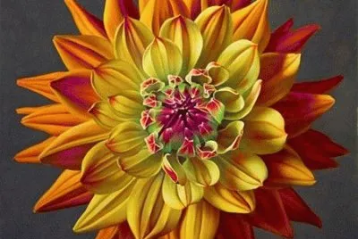 Confetti Dahlia