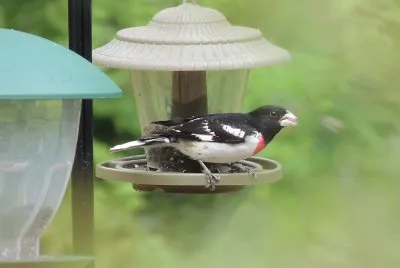 Rose Breasted Grosbeak