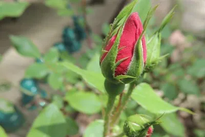 Rosebud
