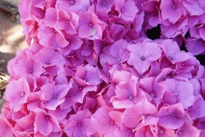 hortensia