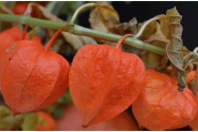 phylalis