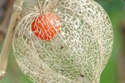 physalys