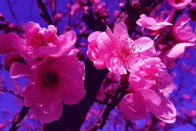 Beautiful Flowers