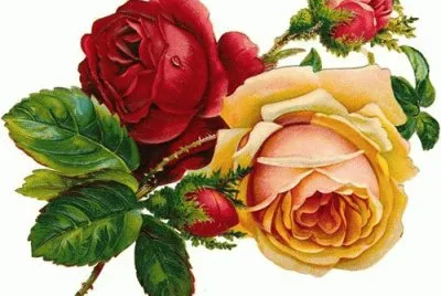 Victorian Roses
