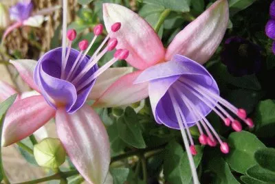 Fuschia