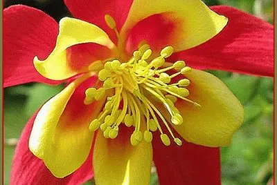 Red end Yellow Bonnet