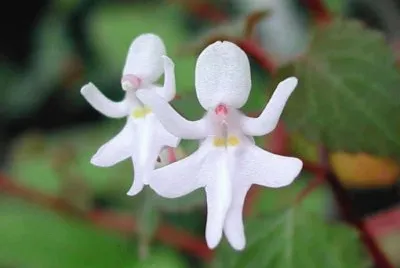 - flores de inexplicaveis beleza,(11)