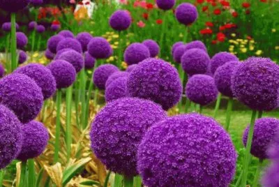 - flores de inexplicaveis beleza,(15)