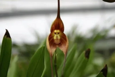 - flores de inexplicaveis beleza,(16)