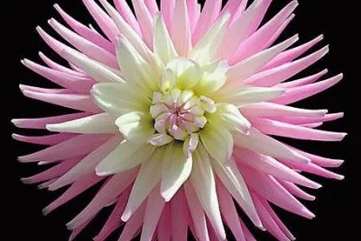 - flores de inexplicaveis beleza,(19)