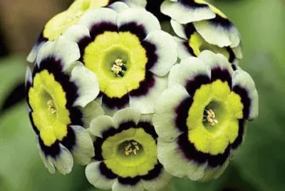 - flores de inexplicaveis beleza,(21)