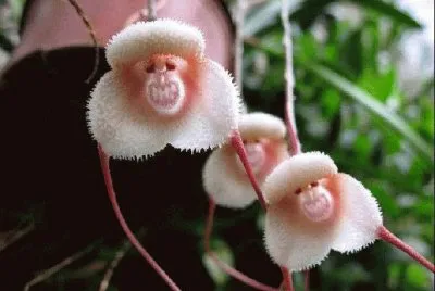 - flores de inexplicaveis beleza,(28)