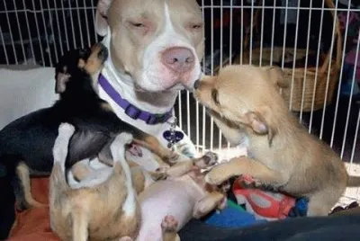 - cachorro