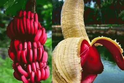 פאזל של - banana vermelha